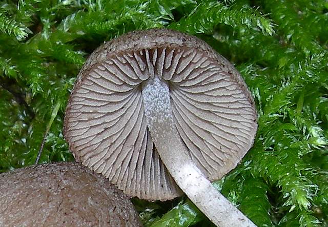 Psathyrella hirtosquamulosa   (Peck)   A. H. Smith